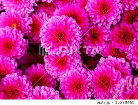 ポンポン菊 16538469