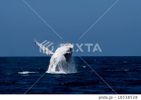 ザトウクジラのブリーチング連続1 8の写真素材
