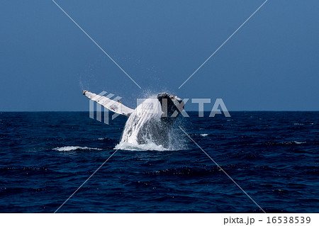 ザトウクジラのブリーチング連続1/8 16538539
