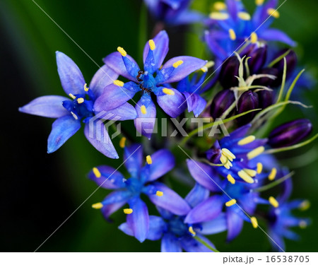 シラー・ペルビアナ 16538705