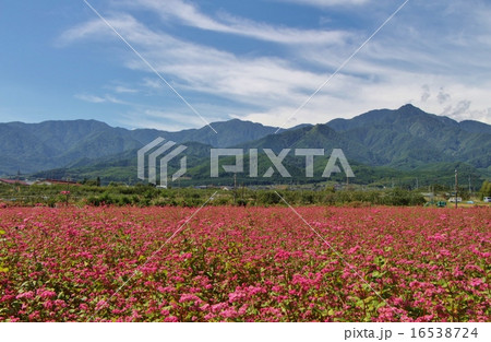 赤ソバ畑 16538724