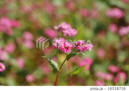 赤ソバ畑 16538726