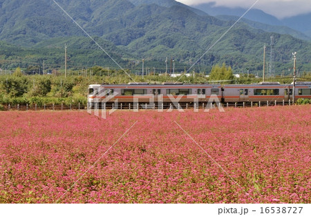 赤ソバ畑 16538727