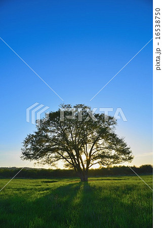 ハルニレの木 16538750