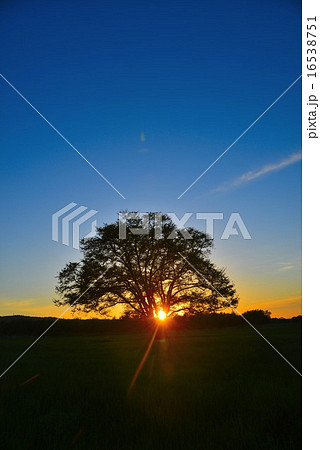 ハルニレの木 16538751