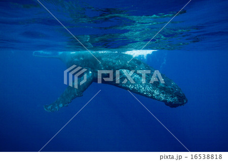 ザトウクジラ 16538818