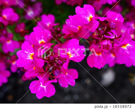 リナリア リナリア 16538972