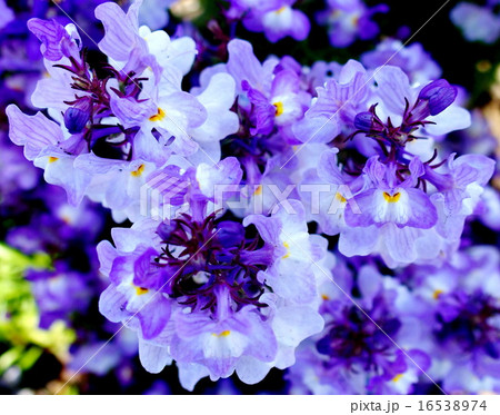 リナリア リナリア 16538974