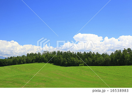 北海道　美瑛町　草原と樹林 16538983