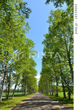 十勝牧場の白樺並木 16539003