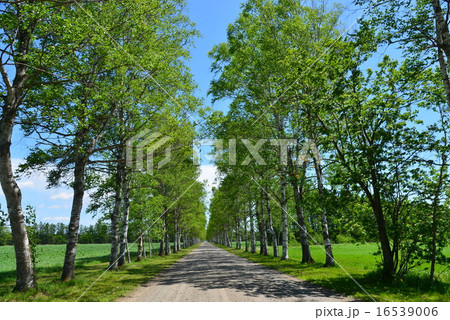 十勝牧場の白樺並木 16539006