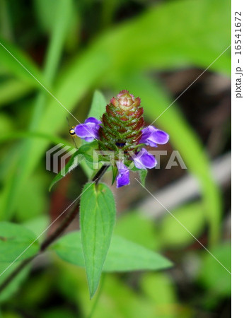 ウツボグサ ウツボグサ 16541672