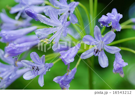 雨に濡れたアバカンサス 雨に濡れたアバカンサス 16543212