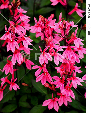ベニバナサワギキョウ ベニバナサワギキョウ 16543258