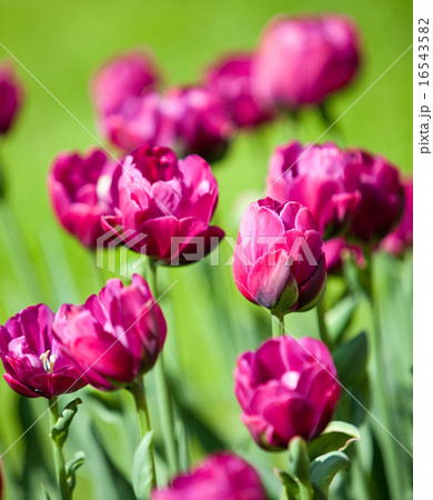 Bright tulips in the spring, small depth of sharpn 16543582