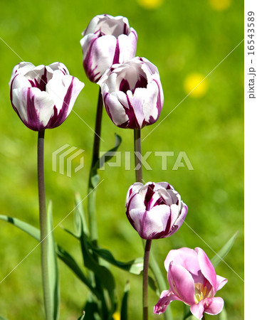Bright tulips in the spring Bright tulips in the spring 16543589