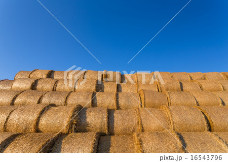 Piled hay bales on a field against blue sky 16543796