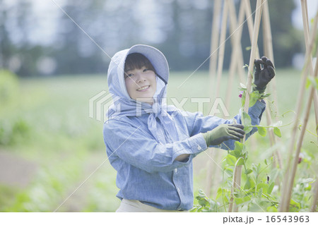農業 女性 農業 女性 16543963