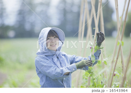 農業 女性 農業 女性 16543964