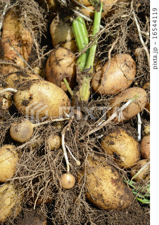 ジャガイモ（ホッカイコガネ）の収穫 16544119