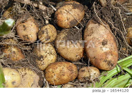 ジャガイモ（ホッカイコガネ）の収穫 16544120