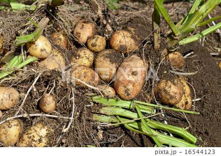 ジャガイモ（ホッカイコガネ）の収穫 16544123