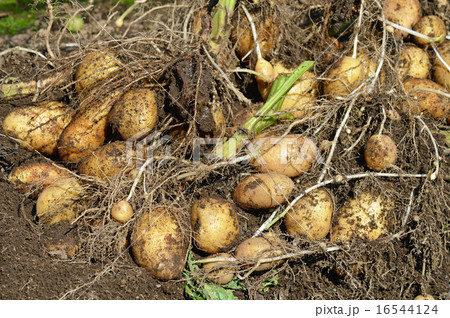 ジャガイモ（ホッカイコガネ）の収穫 16544124