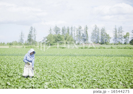 農業女子 16544275