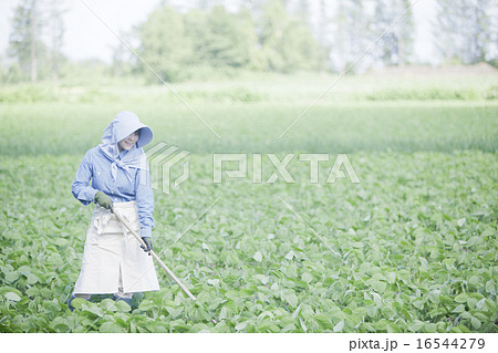 農業女子 16544279