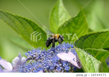 クマバチ クマバチ 16544575