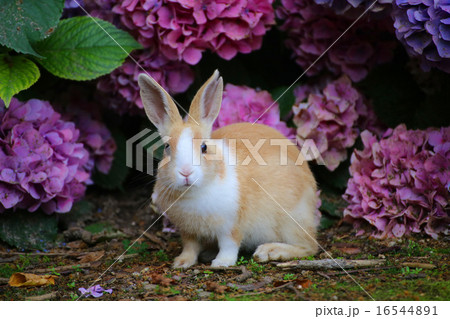 紫陽花とウサギ 紫陽花とウサギ 16544891