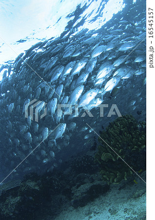 シパダン島 ギンガメアジ シパダン島 ギンガメアジ 16545157