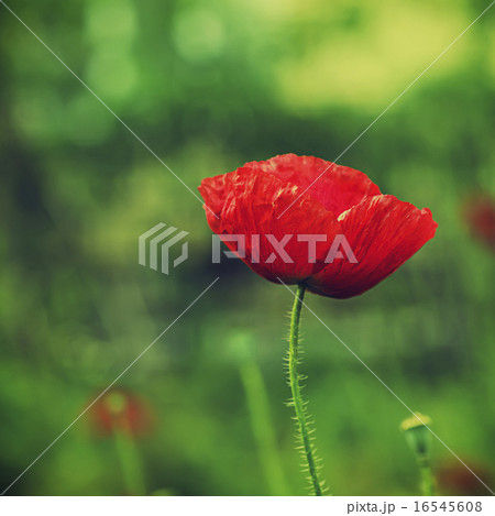 Poppy in a field 16545608