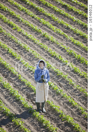 農業女子 16546012