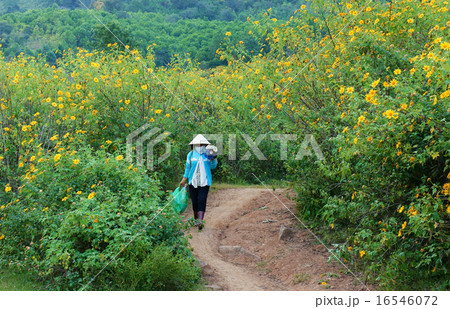 Asian countryside,  Dalat wild sunflower 16546072