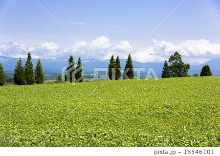 丘の町 美瑛の田園風景 丘の町 美瑛の田園風景 16546101