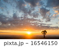 日の出 16546150