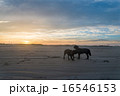 夕焼けと犬２匹 16546153