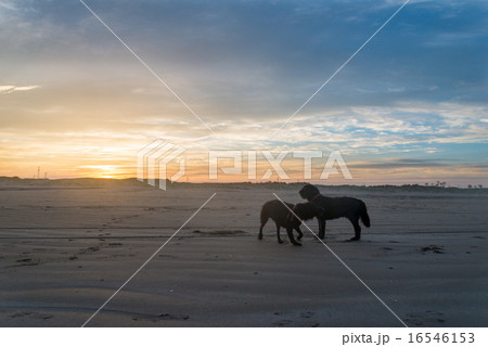 夕焼けと犬2匹 夕焼けと犬2匹 16546153