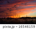赤く染まる雲 16546159