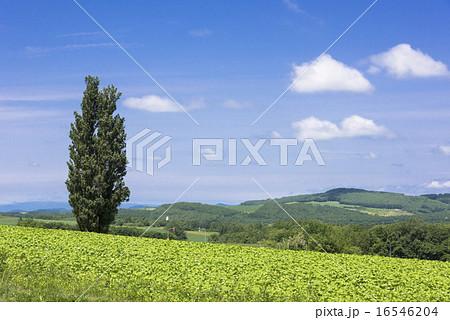 丘の町美瑛のケンとメリーの木  丘の町美瑛のケンとメリーの木  16546204