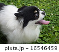 チワワ 16546459