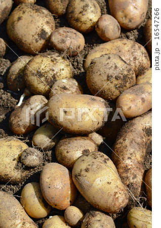 ジャガイモ（ホッカイコガネ）の収穫 16547266