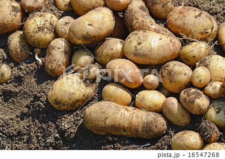 ジャガイモ（ホッカイコガネ）の収穫 16547268