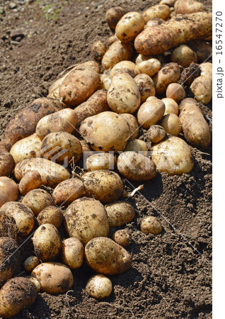 ジャガイモ（ホッカイコガネ）の収穫 16547270