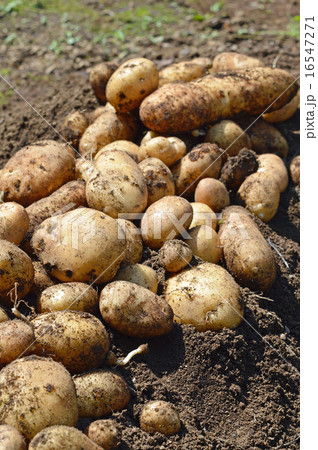 ジャガイモ（ホッカイコガネ）の収穫 16547271