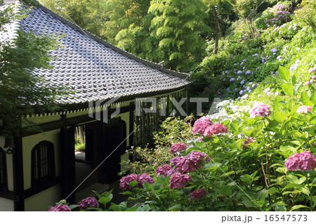 長谷寺 眺望散策路のあじさい 長谷寺 眺望散策路のあじさい 16547573