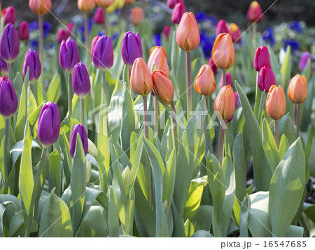 アイスチューリップ アイスチューリップ 16547685