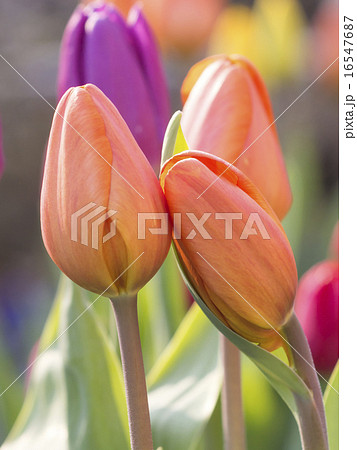 アイスチューリップ 16547687