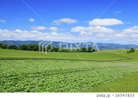 北海道　美瑛町　田園風景 16547833